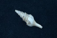 藏品(臺灣捲管螺)的圖片